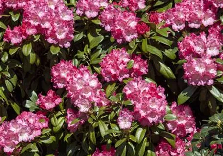 Rhododendron yak.'Morgenrot' I - Yaku-Rhododendron 'Morgenrot'