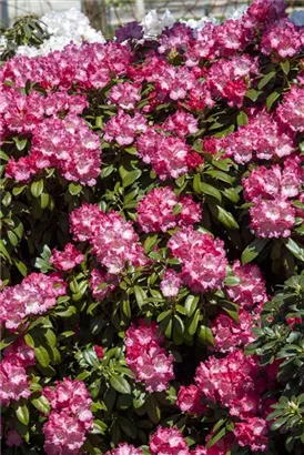 Yaku-Rhododendron 'Morgenrot' - Rhododendron yak.'Morgenrot' I