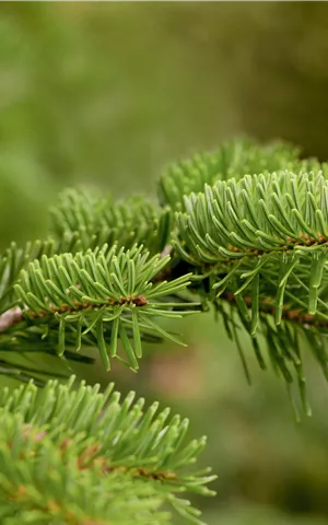 Abies nordmanniana