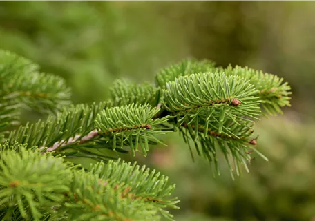 Abies nordmanniana - Nordmannstanne