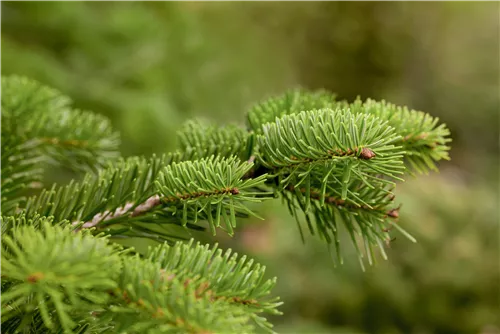 Nordmannstanne - Abies nordmanniana