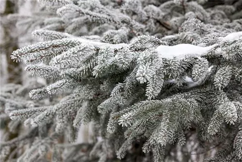 Nordmannstanne - Abies nordmanniana