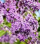 Edelflieder 'Sensation' - Syringa vulg.'Sensation'