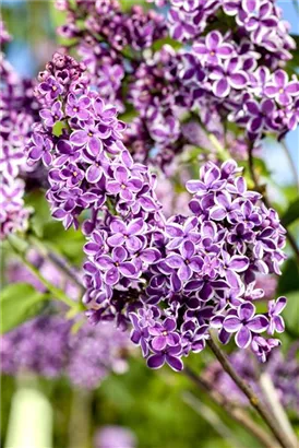 Edelflieder 'Sensation' - Syringa vulg.'Sensation'