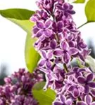 Edelflieder 'Sensation' - Syringa vulg.'Sensation'