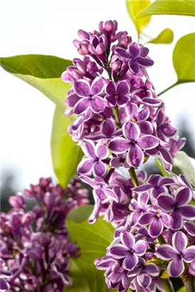 Edelflieder 'Sensation' - Syringa vulg.'Sensation'