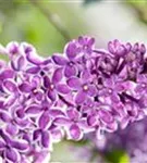 Edelflieder 'Sensation' - Syringa vulg.'Sensation'