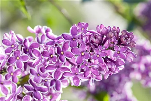 Edelflieder 'Sensation' - Syringa vulg.'Sensation'