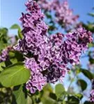 Edelflieder 'Sensation' - Syringa vulg.'Sensation'