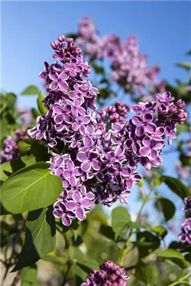 Edelflieder 'Sensation' - Syringa vulg.'Sensation'