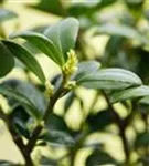 Löffel-Ilex 'Dark Green' -R- - Ilex crenata 'Dark Green' -R-