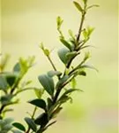 Löffel-Ilex 'Dark Green' -R- - Ilex crenata 'Dark Green' -R-