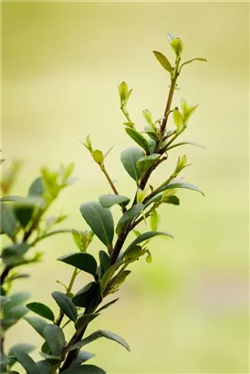 Löffel-Ilex 'Dark Green' -R- - Ilex crenata 'Dark Green' -R-