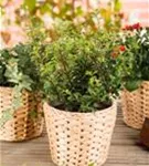 Löffel-Ilex 'Dark Green' -R- - Ilex crenata 'Dark Green' -R-