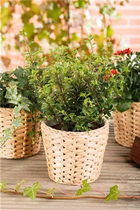 Löffel-Ilex 'Dark Green' -R- - Ilex crenata 'Dark Green' -R-