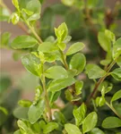 Löffel-Ilex 'Dark Green' -R- - Ilex crenata 'Dark Green' -R-