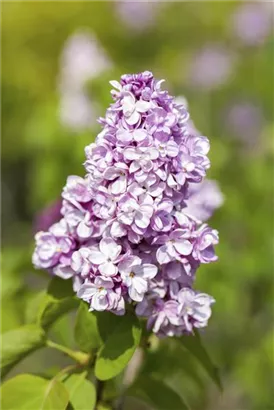 Edelflieder 'Belle de Nancy' - Syringa vulg.'Belle de Nancy'