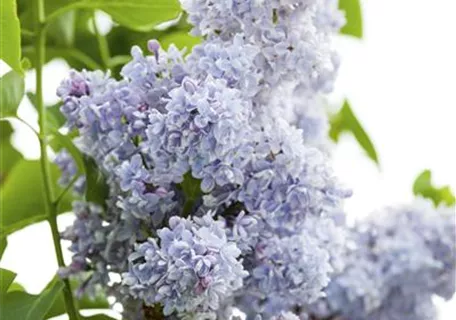 Syringa vulg.'President Grevy' - Edelflieder 'President Grevy'