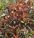 Glanzmispel 'Red Robin' - Photinia fraseri 'Red Robin' - Formgehölze