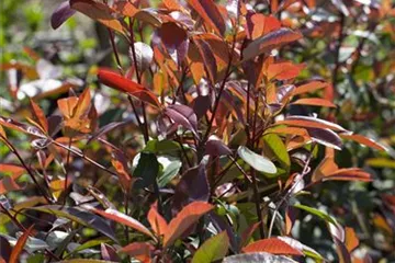 Photinia - Glanzmispel