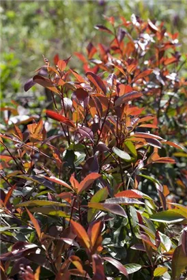 Glanzmispel 'Red Robin' - Photinia fraseri 'Red Robin' - Formgehölze