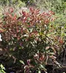 Glanzmispel 'Red Robin' - Photinia fraseri 'Red Robin' - Formgehölze