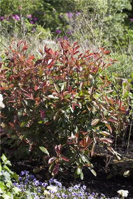 Glanzmispel 'Red Robin' - Photinia fraseri 'Red Robin' - Formgehölze