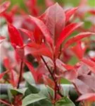 Glanzmispel 'Red Robin' - Photinia fraseri 'Red Robin' - Formgehölze