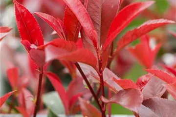 Photinia - Glanzmispel