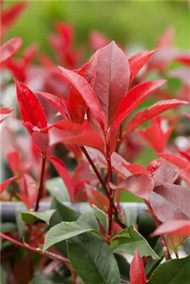 Glanzmispel 'Red Robin' - Photinia fraseri 'Red Robin' - Formgehölze