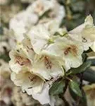 Rhododendron-Hybride 'Viscy' - Rhododendron Hybr.'Viscy' III