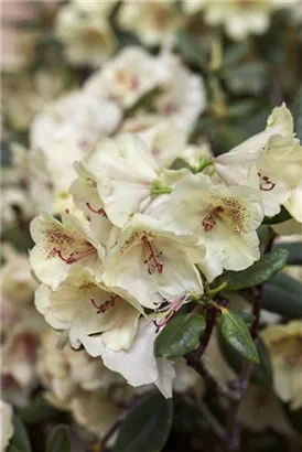 Rhododendron-Hybride 'Viscy' - Rhododendron Hybr.'Viscy' III