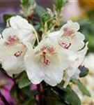 Rhododendron-Hybride 'Viscy' - Rhododendron Hybr.'Viscy' III