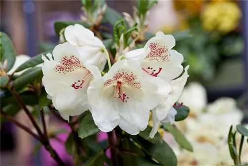 Rhododendron-Hybride 'Viscy' - Rhododendron Hybr.'Viscy' III