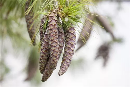 Kiefer - Pinus sylvestris