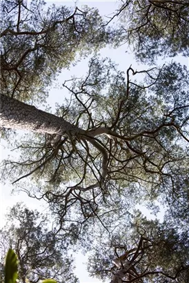 Kiefer - Pinus sylvestris