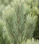 Kiefer - Pinus sylvestris