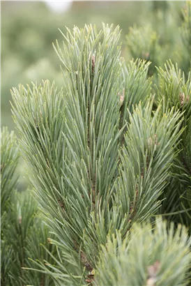 Kiefer - Pinus sylvestris