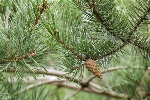 Kiefer - Pinus sylvestris