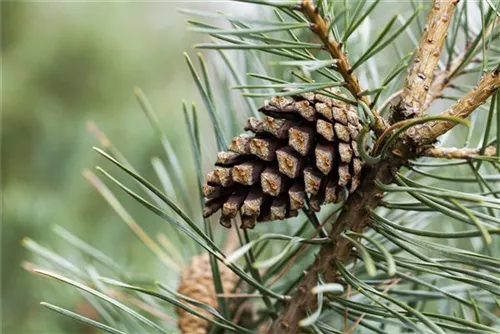 Kiefer - Pinus sylvestris