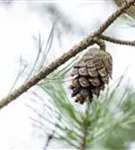 Kiefer - Pinus sylvestris