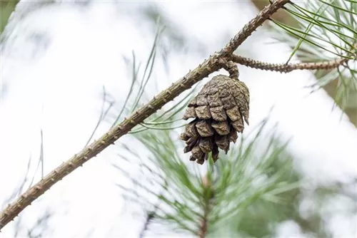 Kiefer - Pinus sylvestris