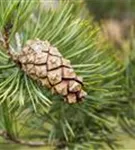 Kiefer - Pinus sylvestris