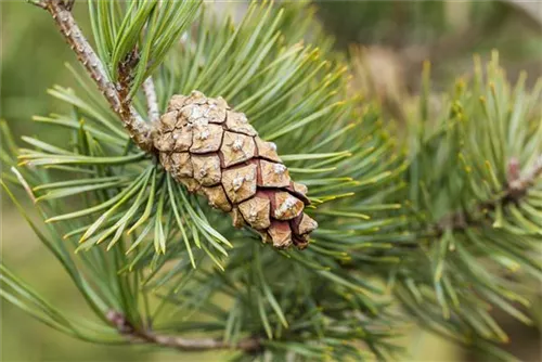 Kiefer - Pinus sylvestris