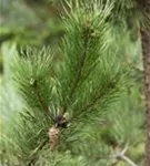 Kiefer - Pinus sylvestris