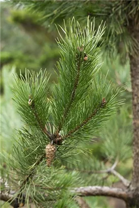 Kiefer - Pinus sylvestris