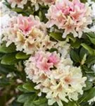 Yaku-Rhododendron 'Percy Wiseman' - Rhododendron yak.'Percy Wiseman' I