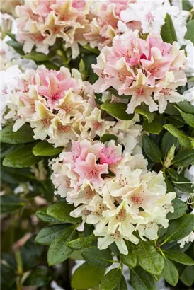 Yaku-Rhododendron 'Percy Wiseman' - Rhododendron yak.'Percy Wiseman' I