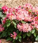 Yaku-Rhododendron 'Percy Wiseman' - Rhododendron yak.'Percy Wiseman' I