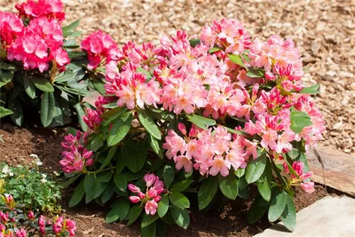 Yaku-Rhododendron 'Percy Wiseman' - Rhododendron yak.'Percy Wiseman' I